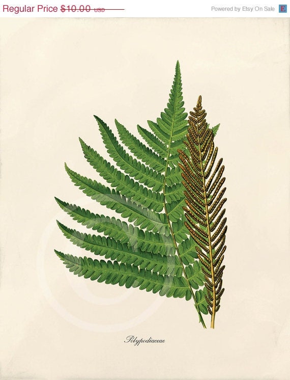 Antique Fern Art Print - 5 x 7 - Polypodiaceae