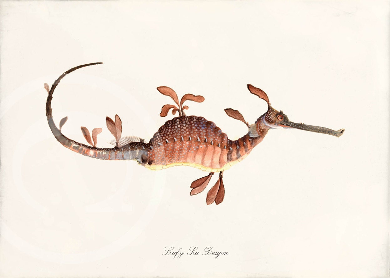 Antique Sea Horse Art Print - 5x7 - Sea Dragon