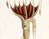 Antique Octopus Art Print - 5 x 7 - Natural History - Histioteuthis
