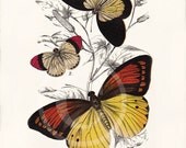 Beautiful Antique Butterfly Print - 8 x 10 - Delias Belisama, Callosune Danae, Hebomoia Leucippe
