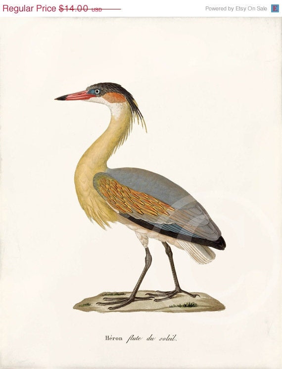 Summer Sale Antique Bird Art Print - 8x10 - Heron soleil