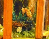 Butterfly dragon Mother with egg and house