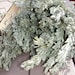 Fresh Western Sage Smudge Sticks