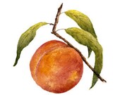 Peach Fruit Watercolor Painting, 6x6 Art Print from Original Artwork 'Fresh Peach' Still Life by Vickie Sue Cheek