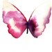 pink and white butterfly