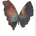 dark turquoise, rust red and black butterfly 7" x 5"