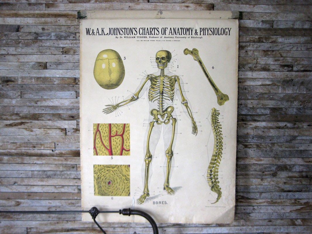 Anatomy and Physiology Charts - W. & A.K. Johnston - Set of 8