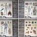 Anatomy and Physiology Charts - W. & A.K. Johnston - Set of 8