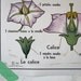Vintage French School Poster: Les Solanees, Les Primulacees, Les Labiees