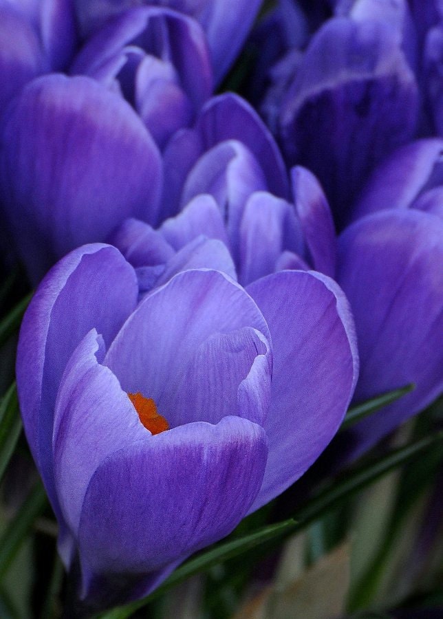 a 5" x 7" Crocus Photo, Spring's Herald
