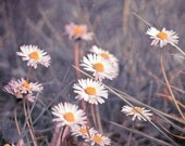 Innocence Fine Art Flower Photography Print 8" by 10" Romantic Dreamy Soft Pastel Daisy Meadow Flower Photograph Wall Art for Home Decor