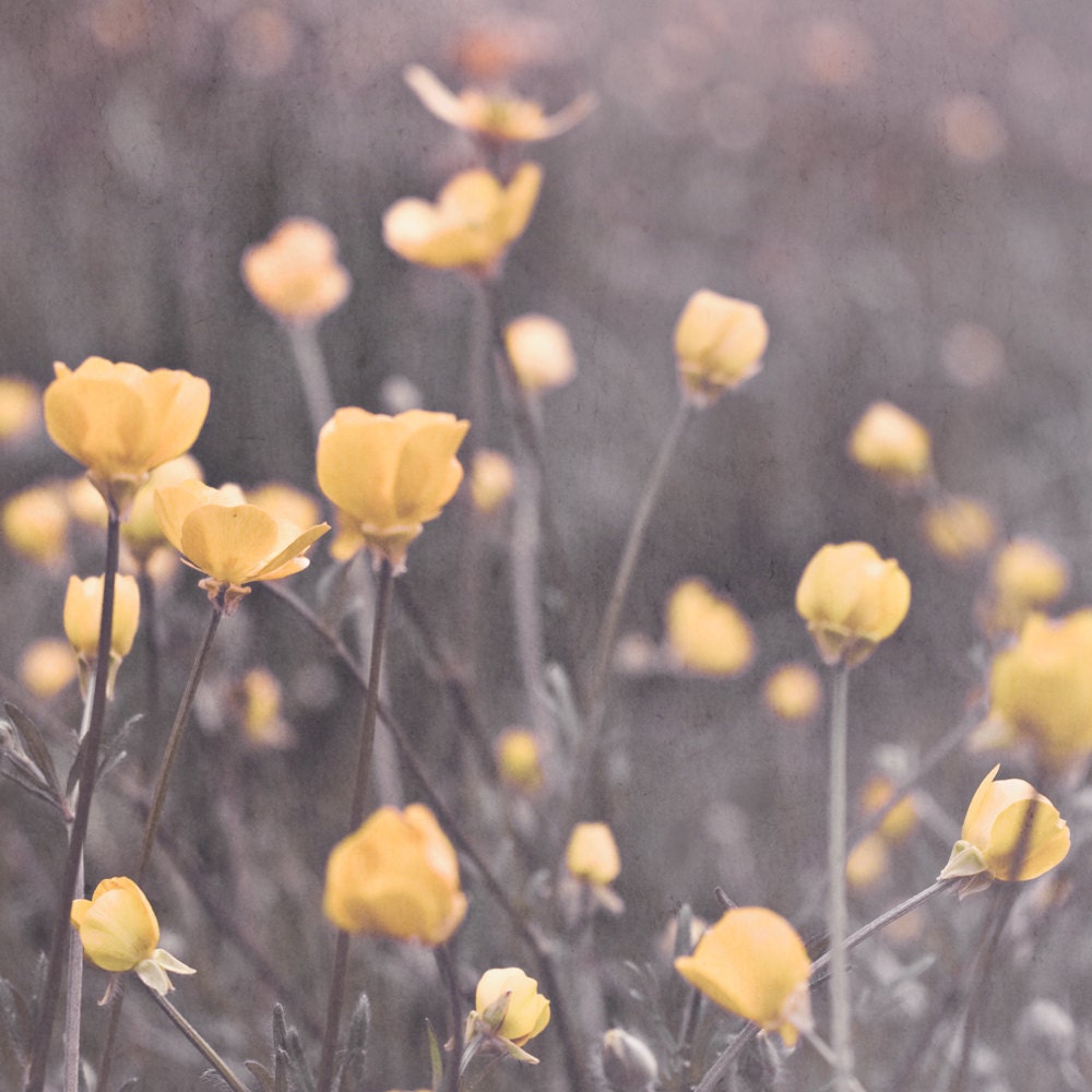 Nature Photography Large 20 x 20 Flower Photograph Buttercup Flower Photo