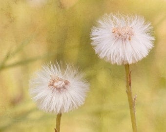 Dandelion Soft Dreamy Pastel Flower Photograph Art Print 10" by 10"