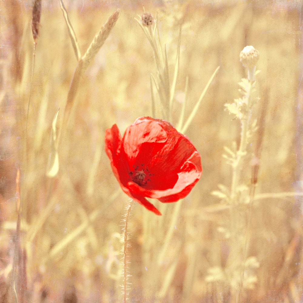 Red Poppy Flower Photography FIne Art Print Wall Decor