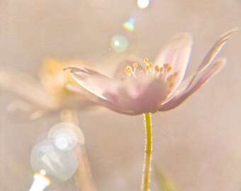 Pastel Spring Flower Photograph, Macro Flower Photo, Neutral Decor Wall Art, Floral Home Decor, Pastel Pink Flower Art Print