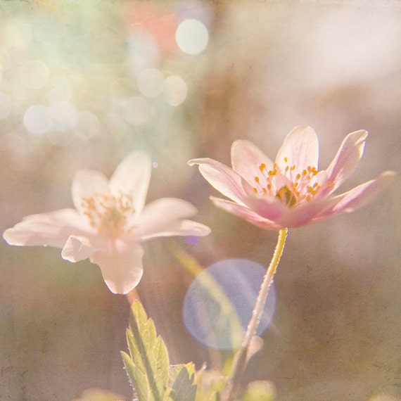Magical Flower Photograph, Surreal Dreamy Photo, Macro Bokeh Flower Photograph, Little Girls Nursery Art Print