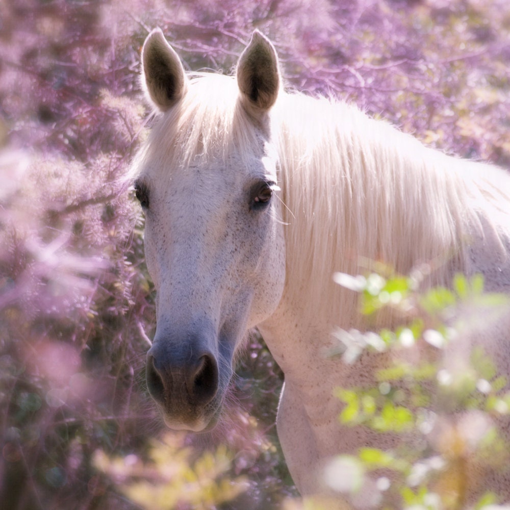 Horse Art Print Romantic Dreamy Lilac Purple by MarascaPhotography