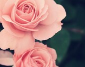 Romantic Rose 8x10 Fine Art Print, Nature Photography, garden, floral wall decor, 8x10, gorgeous nature print, home decor, macro