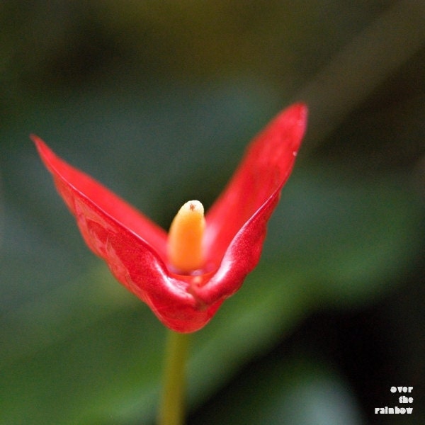 Red heart abstract photograph, nature, plant, flower, Giclee, contemporary art, 8x8, titled: Read Heart