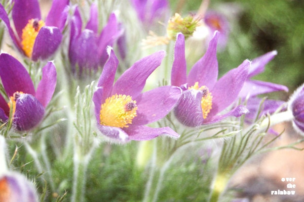 Spring flowers photograph, fine art, Pasqueflower, purple, yellow, spring, delicate, 12x8, Giclée - titled: Enjoying the sun