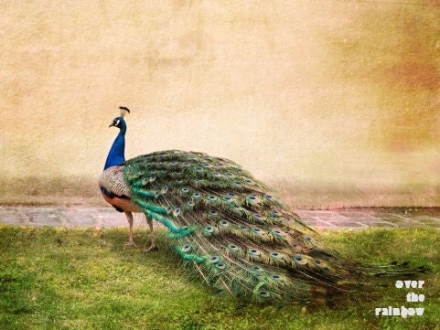 Peacock photograph, bird, nature, green, blue, beige, 10 x 7.5 - titled: Peacock II