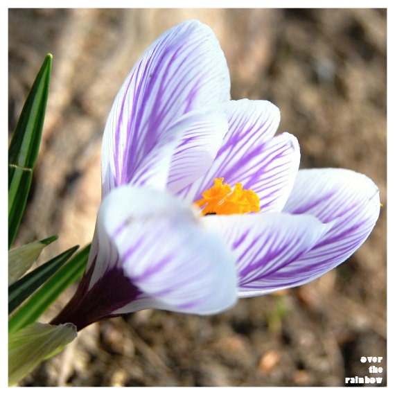 Crocus flower photograph, fine art, nature photograph, floral print, purple and white Giclee print, 8x8, square - titled: Crocus III