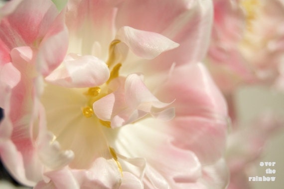 Flower macro photograph, fine art, pink, spring, tulip, delicate, nature, 12x8, Giclée - titled: Delicate I