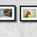 Giraffe photograph, animal photography, nursery decor, wildlife picture, 12 x 8, beige, "Lil Giraffe"