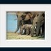 Elephant photograph, animal photography, nursery decor, travel photo, elephant family, baby elephant, 12x8.7