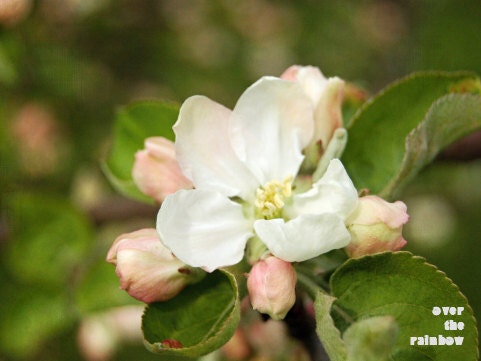 White blossom photograph, set of 2, blossoming fruit tree, nature photography, 10 x 7.5, Giclée - titled: White Blossom