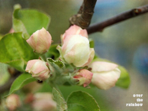White blossom photograph, set of 2, blossoming fruit tree, nature photography, 10 x 7.5, Giclée - titled: White Blossom