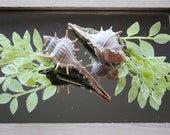 Tiny spiny spindle shell