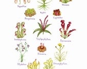 Carnivorous Plants Field Guide Style Watercolor Painting Print