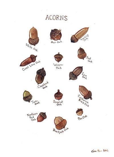 Acorns Field Guide Chart Watercolor Art Print