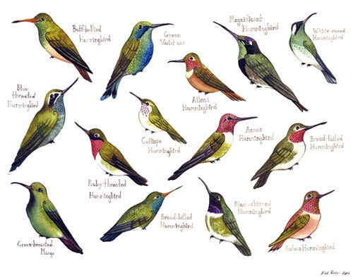 Hummingbirds of North America Birds Field Guide Style Watercolor Painting Print