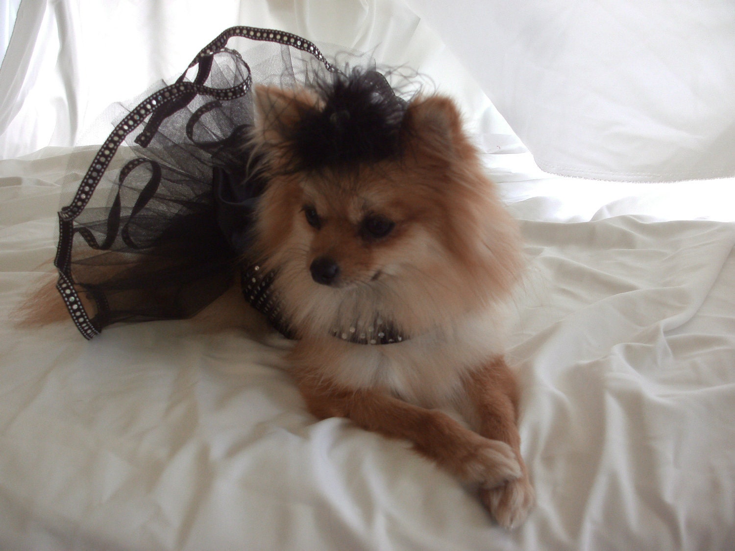 Gorgeous, elegant, black harness tutu dress, Size S/M,  Pink Punk Puppy Designs