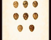 Vintage Bird Eggs Series 2 Plate 8 British Natural History Art Print 8 x 10