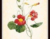 Antique Nasturtium Redoute French Botanical 8 x 10 Art Print Digital Collage Home Decor Wall Art
