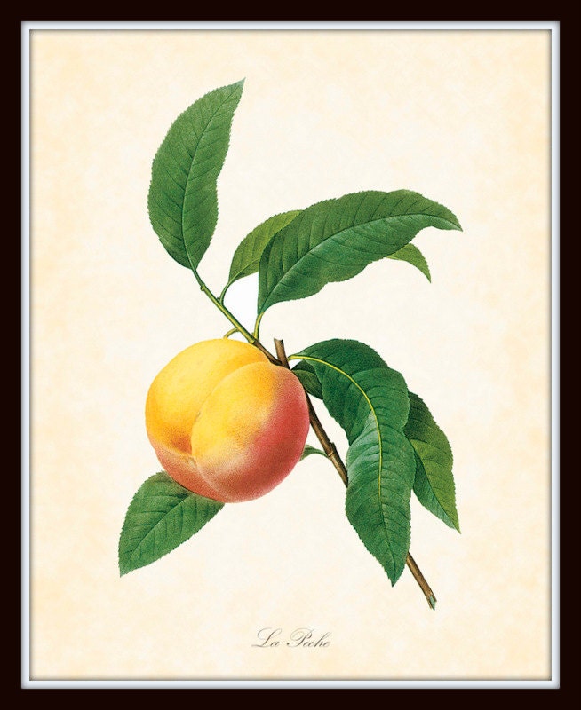 Antique Peach Plate 1 Redoute Botanical Art Print 8 x 10 French Digital Collage Home Decor Wall Art Home and Garden