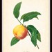 Antique Peach Plate 1 Redoute Botanical Art Print 8 x 10 French Digital Collage Home Decor Wall Art Home and Garden