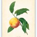 Antique Peach Plate 1 Redoute Botanical Art Print 8 x 10 French Digital Collage Home Decor Wall Art Home and Garden