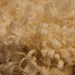 White Romney Wool - Coated Raw Fleece - Very Clean - 1 pound