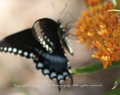 5.5" x 4" Any Occasion Card (blank inside) - Spicebush