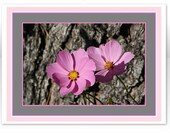 A Close-Up of Cosmos - 4x5.5" Any Occasion Card (blank inside)