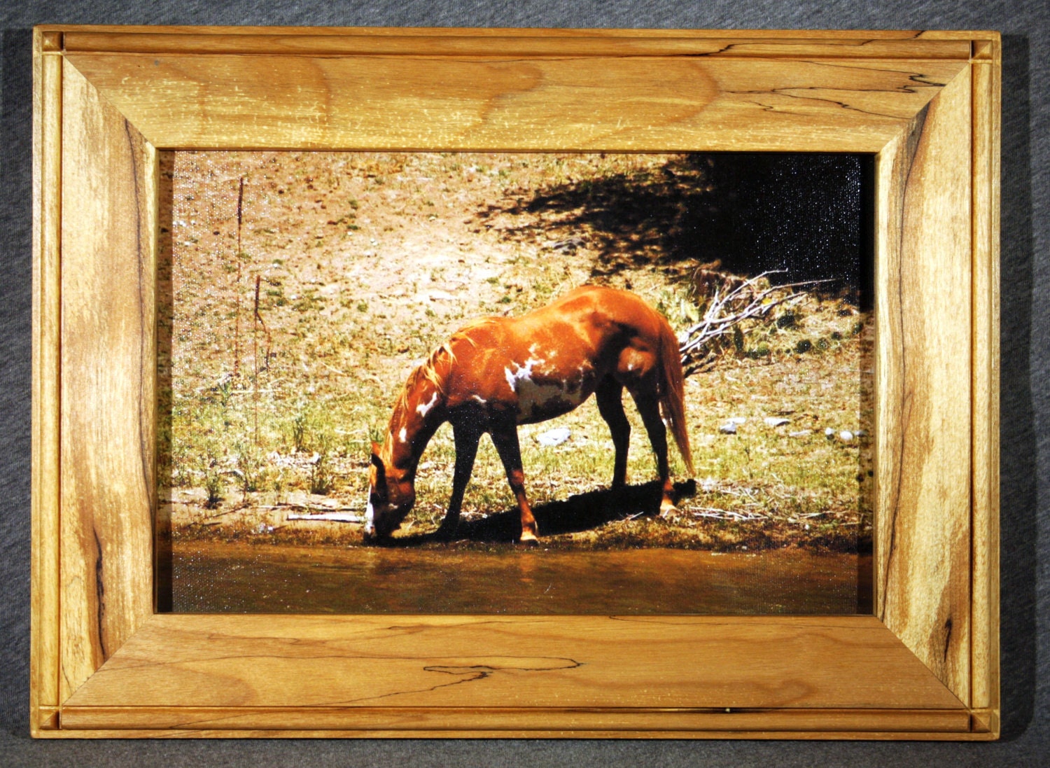 Pinto in Colorado - 8x12 Canvas print in a handcrafted Spalted Rock Maple Frame