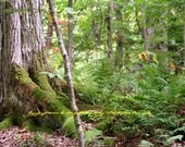 Nature - Bear Heaven - West Virginia