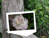 Blank Greeting Cards, Note Cards, Post Cards - Pink Rose