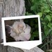 Blank Greeting Cards, Note Cards, Post Cards - Pink Rose