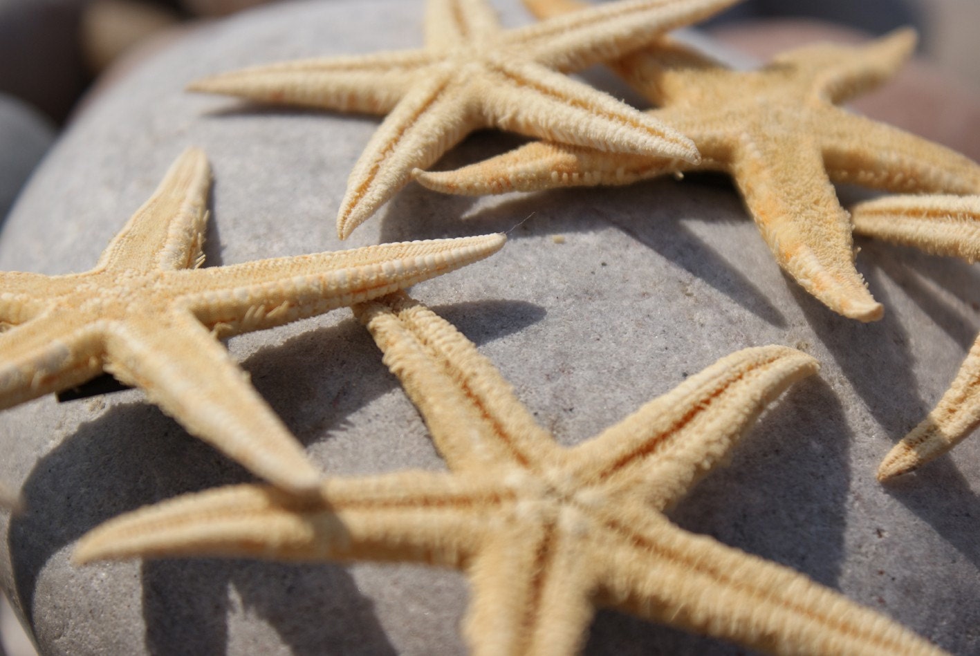 Genuine Cornish Starfish Magnets SET OF THREE for fridge, dishwasher or lucklustre metal surface. Bring a smile to your face...