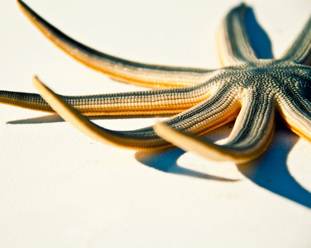 Starfish - 8x10 Fine Art Photographic Print - alibubba